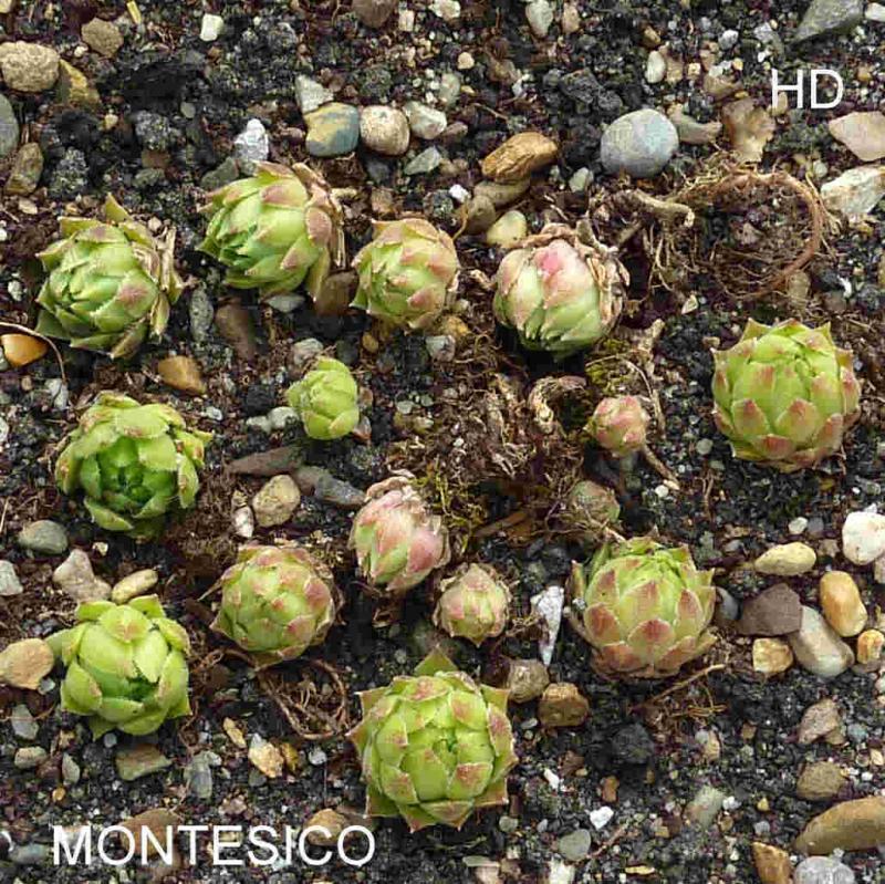 Montesico