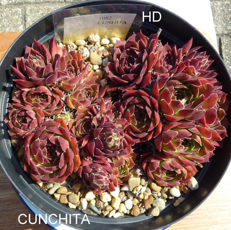 Cunchita / Jovi