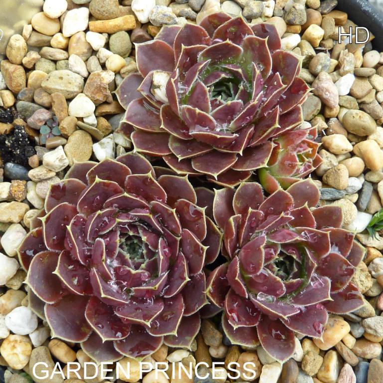 Garden Princess / Jovi