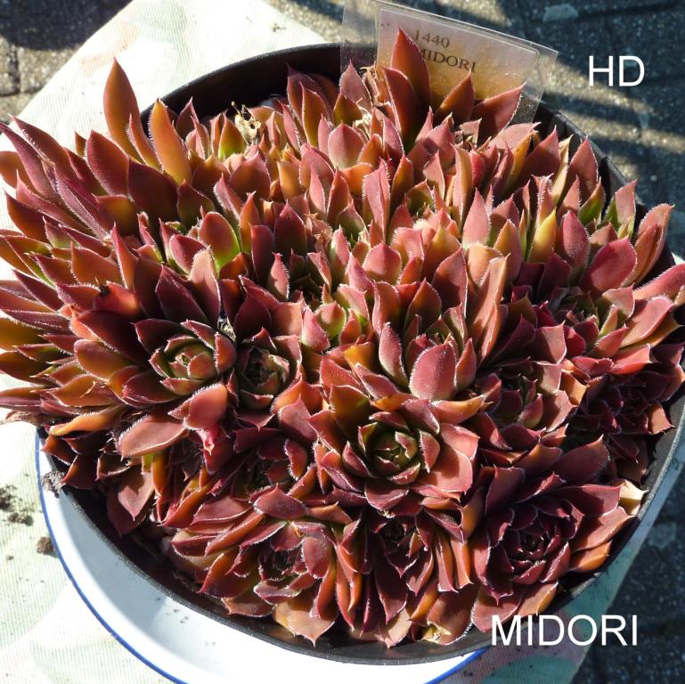 Midori / Jovi