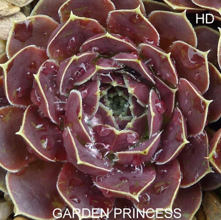 Garden Princess / Jovi