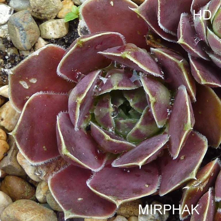 Mirphak / Jovi