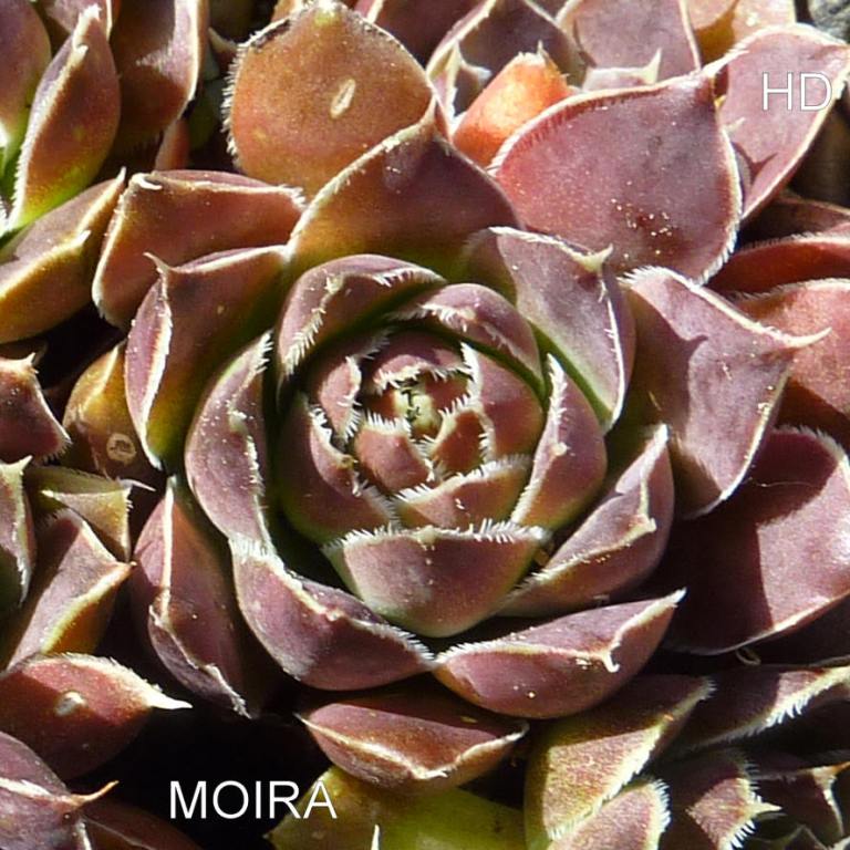 Moira / Jovi