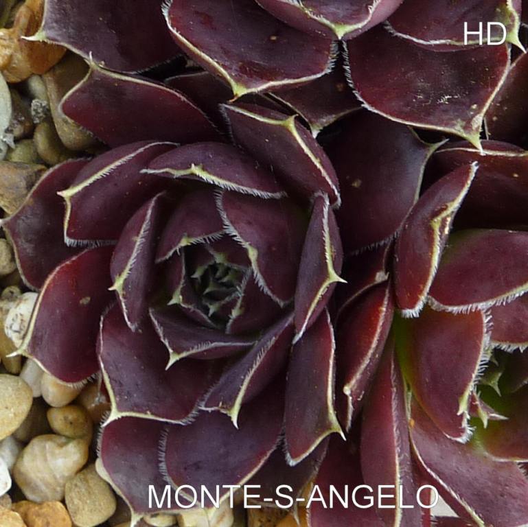Monte-S-Angelo / Jovi
