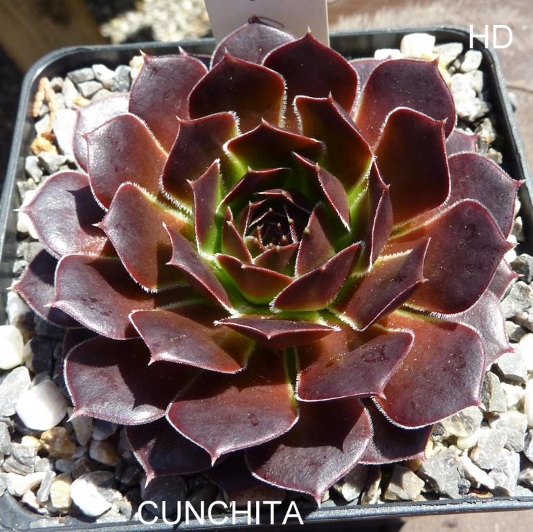 Cunchita / Jovi