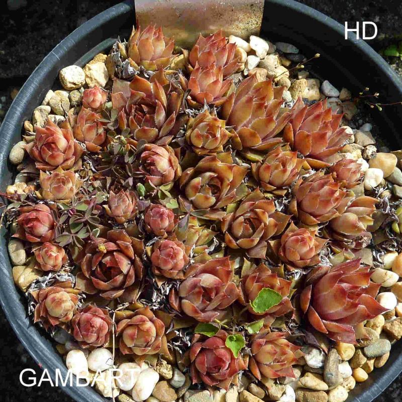 Gambart