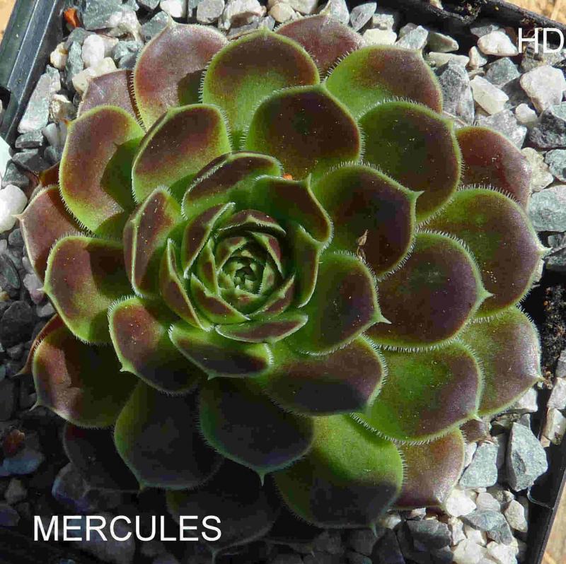Mercules / Jovi