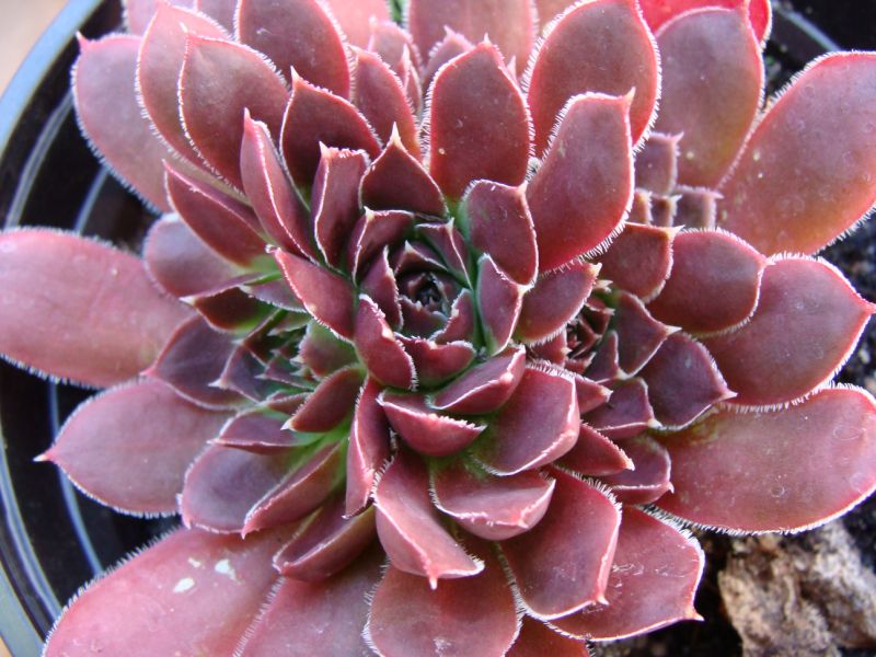 Cunchita / Jovi