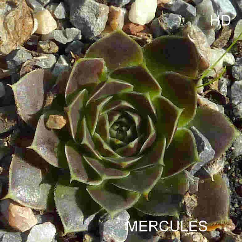 Mercules / Jovi