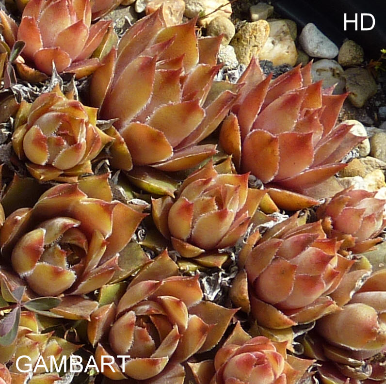 Gambart