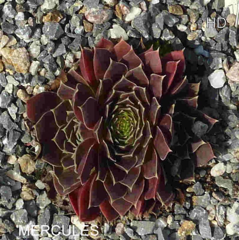 Mercules / Jovi