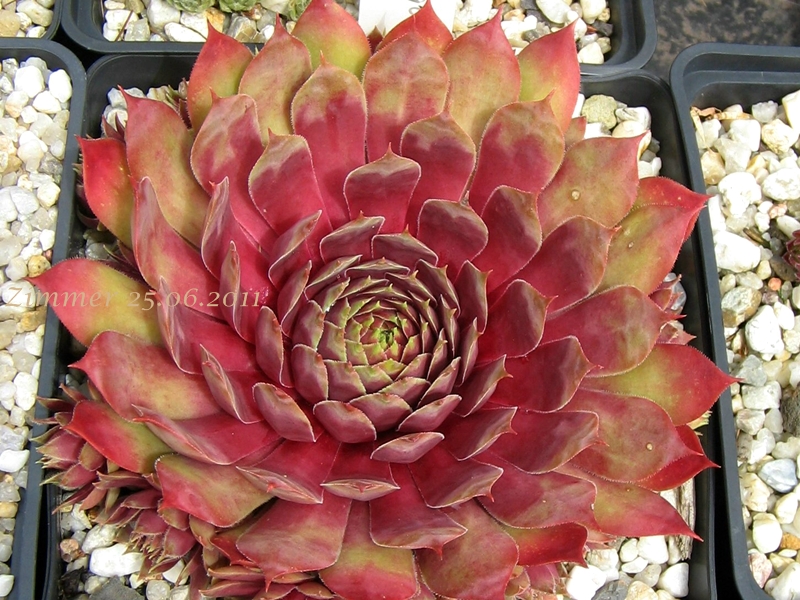 Fuego