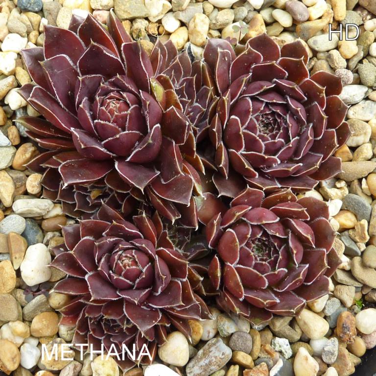 Methana / Jovi