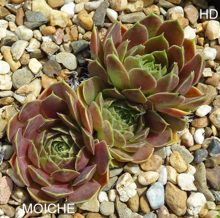 Moiche / Jovi