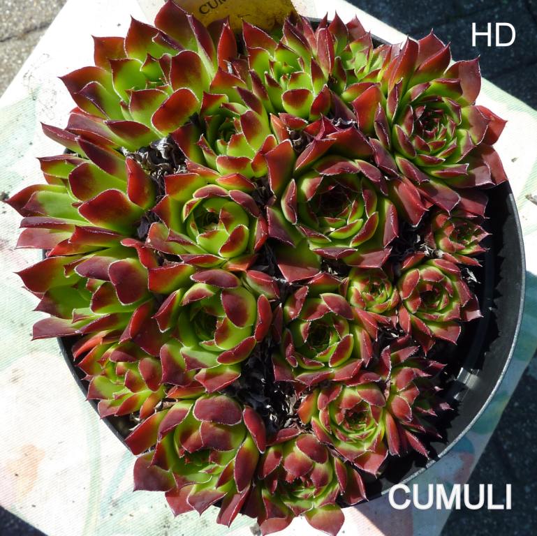 Cumuli / Jovi
