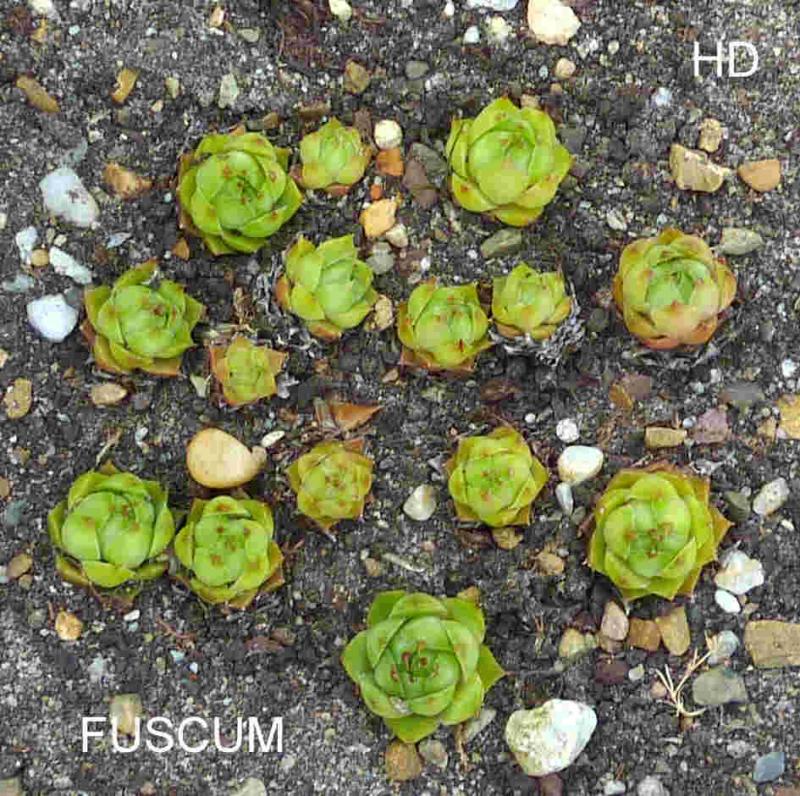 Fuscum