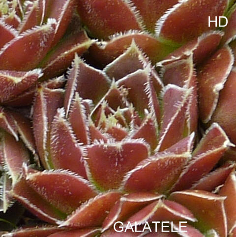Galatele / Jovi