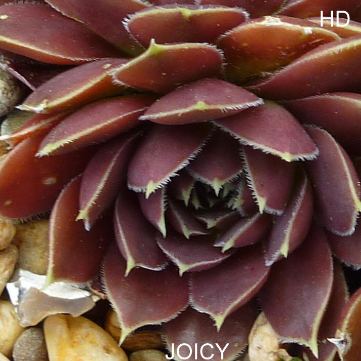 Joicy / Jovi