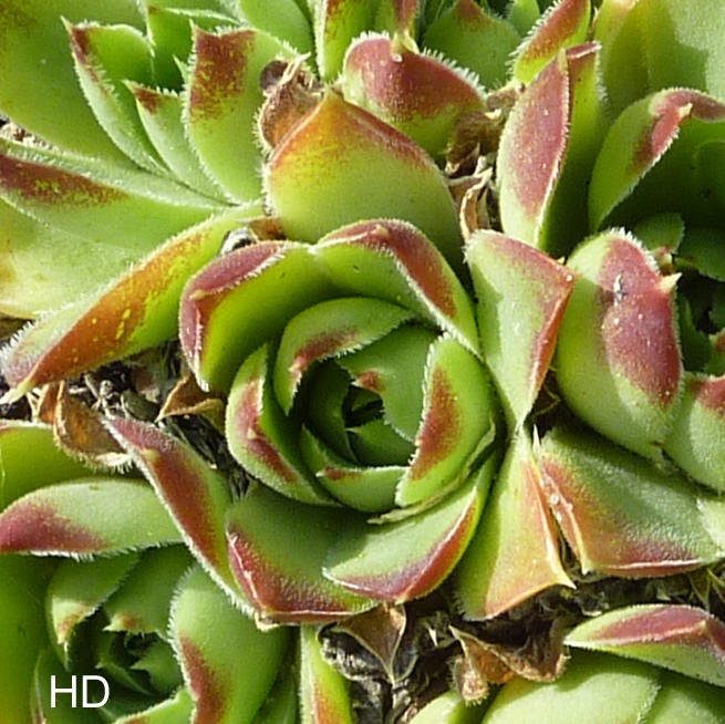 Melina / Jovi