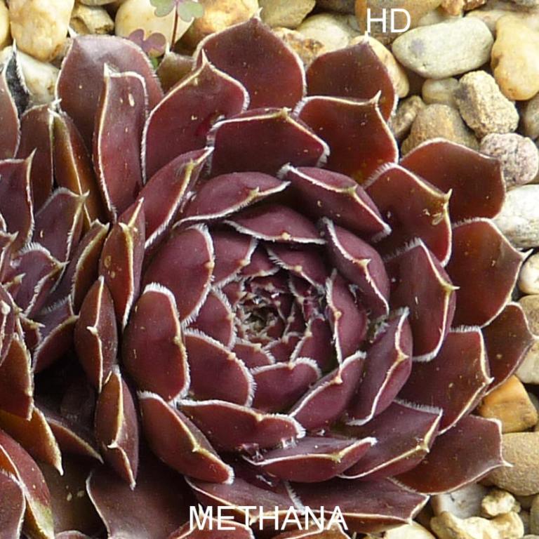 Methana / Jovi