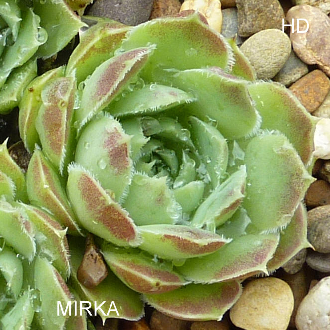 Mirka / Jovi