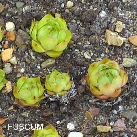 Fuscum