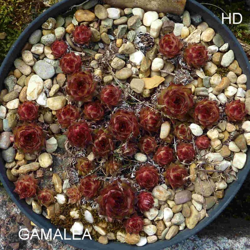 Gamalea