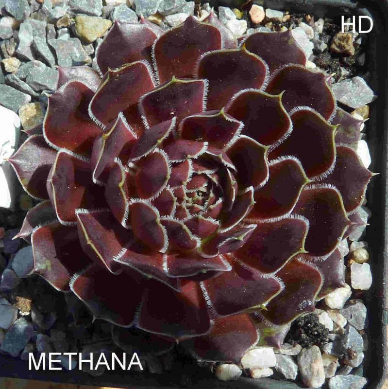 Methana / Jovi