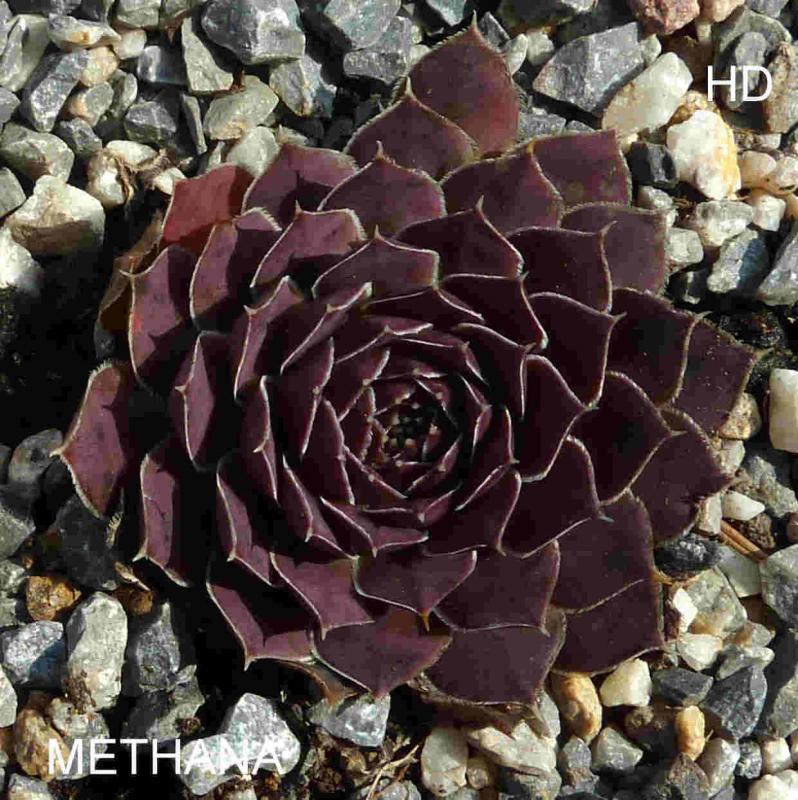 Methana / Jovi