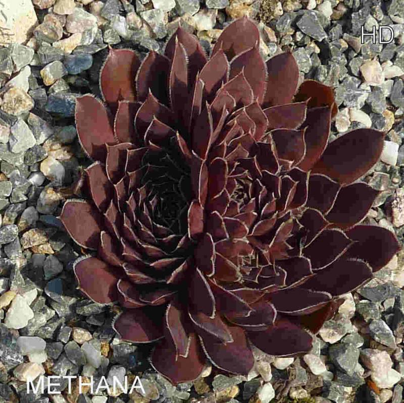 Methana / Jovi