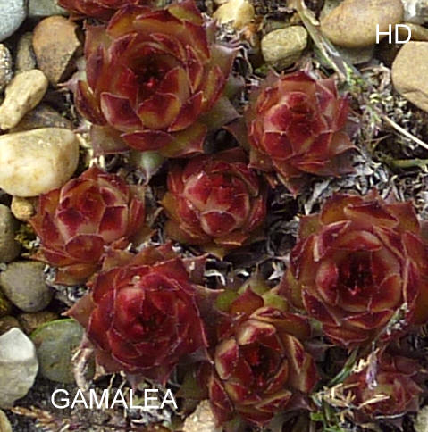 Gamalea