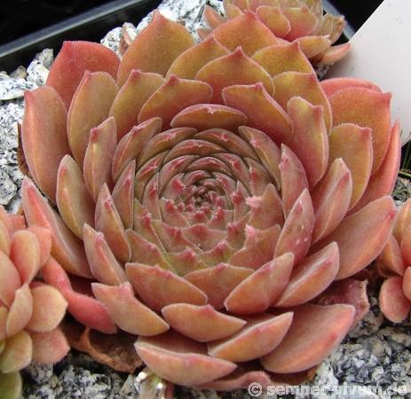 Garden Glory