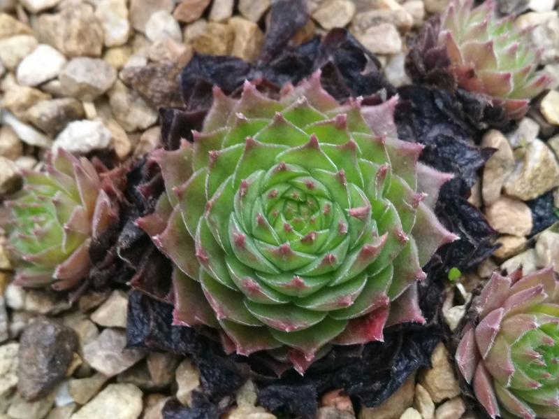Garden Glory