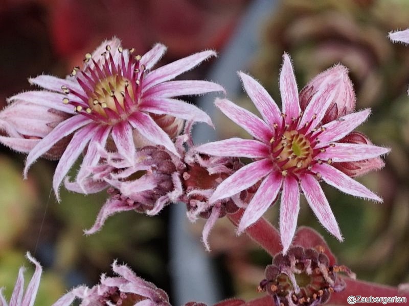 Garden Glory