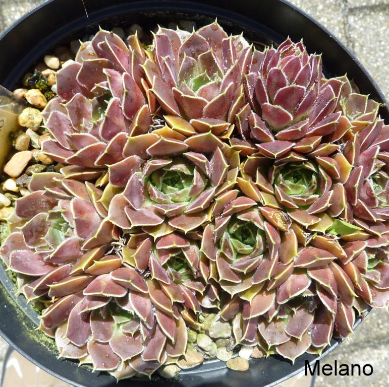 Melano / Jovi