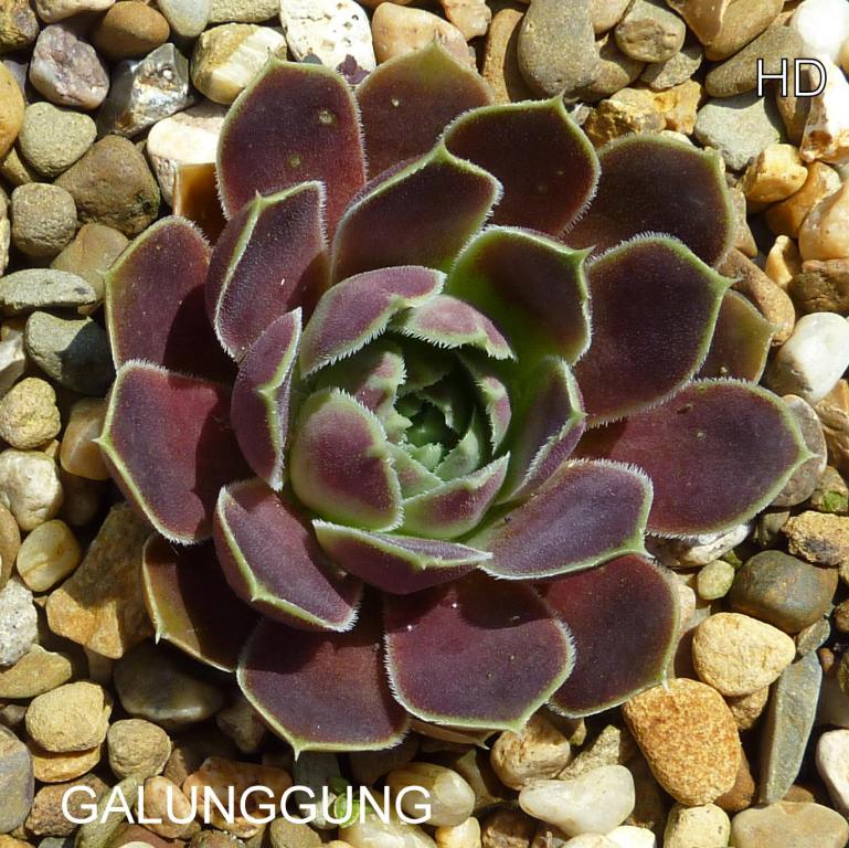 Galunggung / Jovi