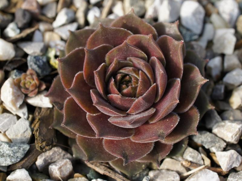 Garden Glory