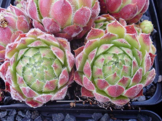 Middle Hybrid