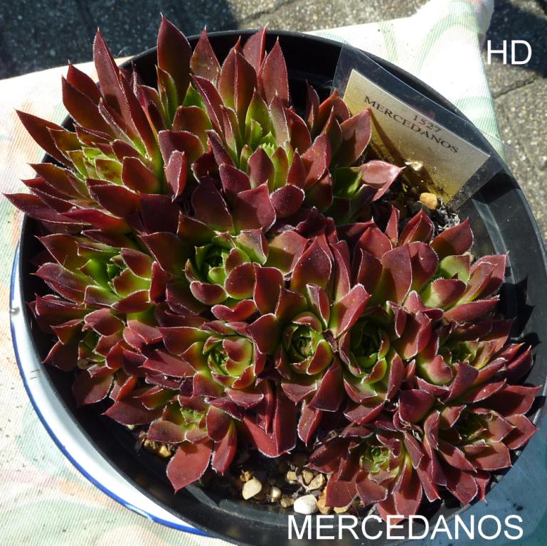 Mercedanos / Jovi