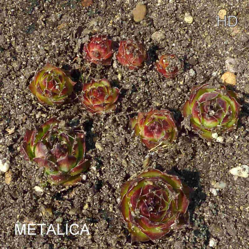Metalica