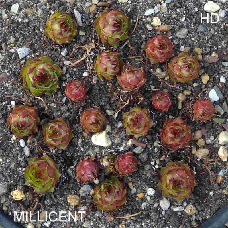 Millicent