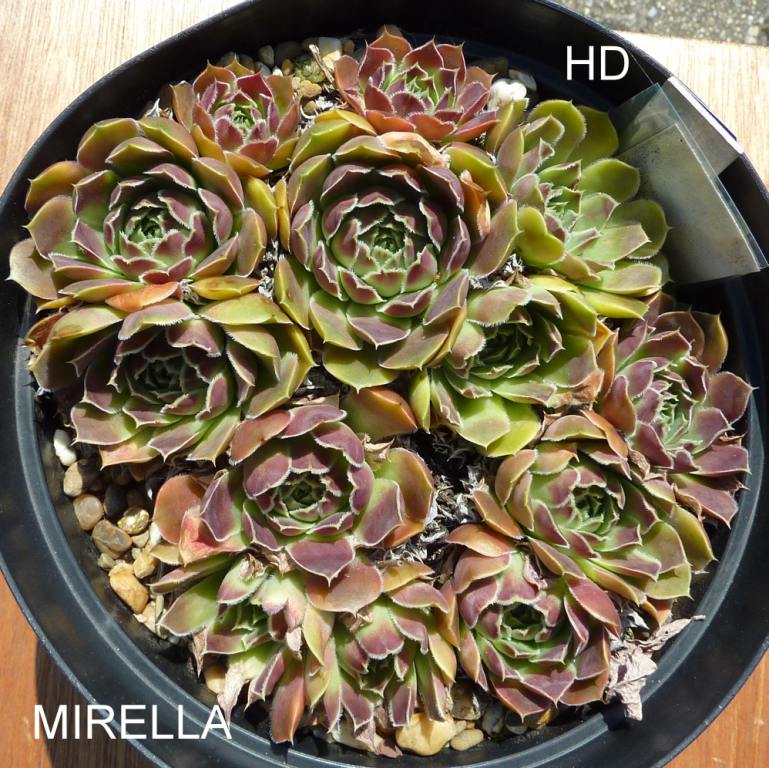 Mirella / Jovi