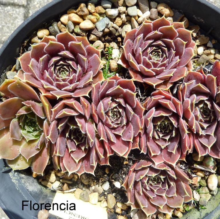 Florencia / Jovi