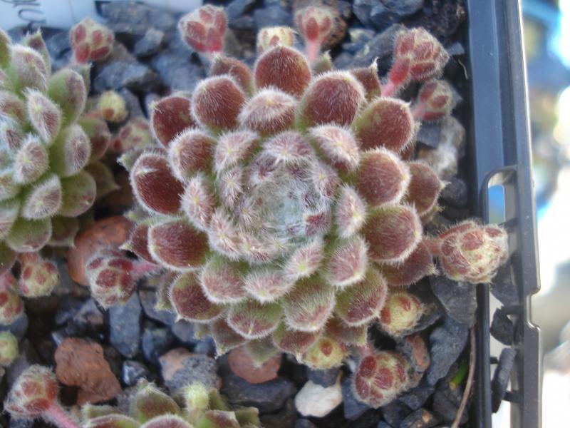 Middle Hybrid