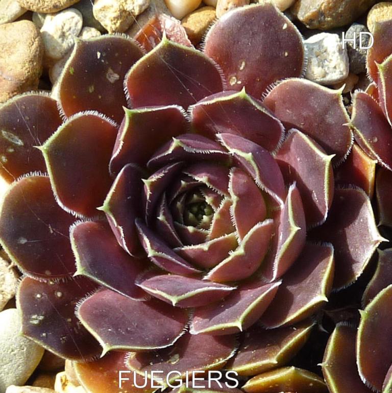 Fuegiers / Jovi