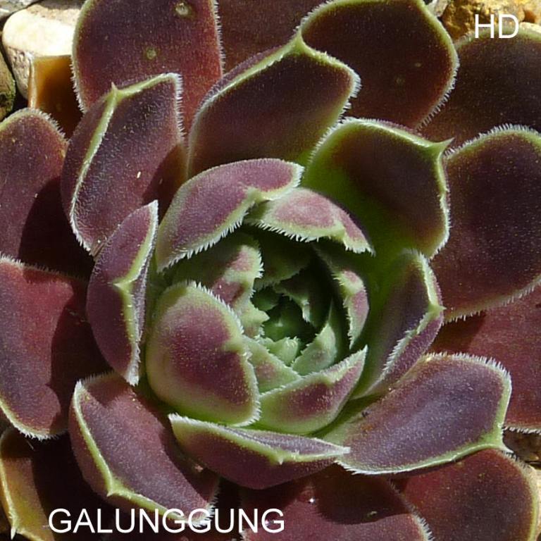 Galunggung / Jovi