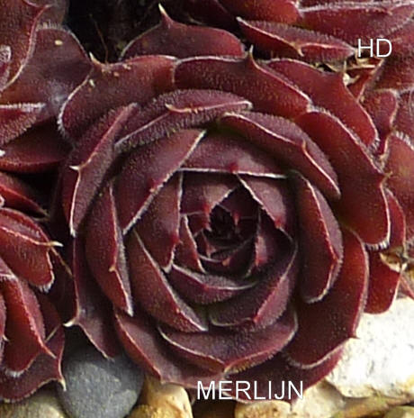 Merlijn / Jovi