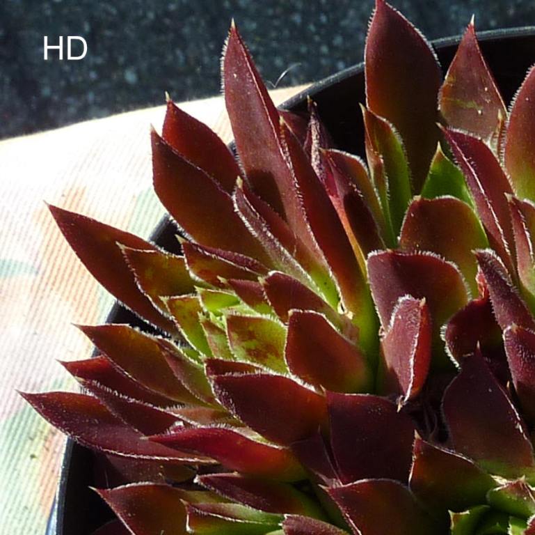 Mercedanos / Jovi