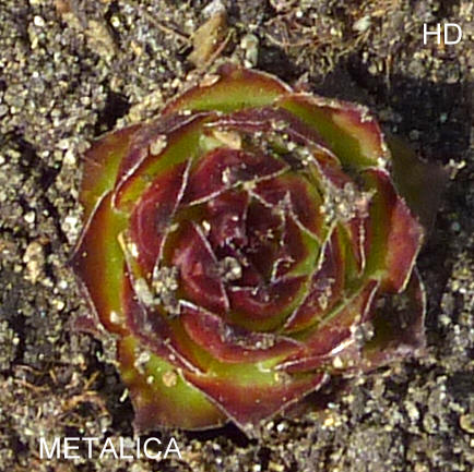 Metalica
