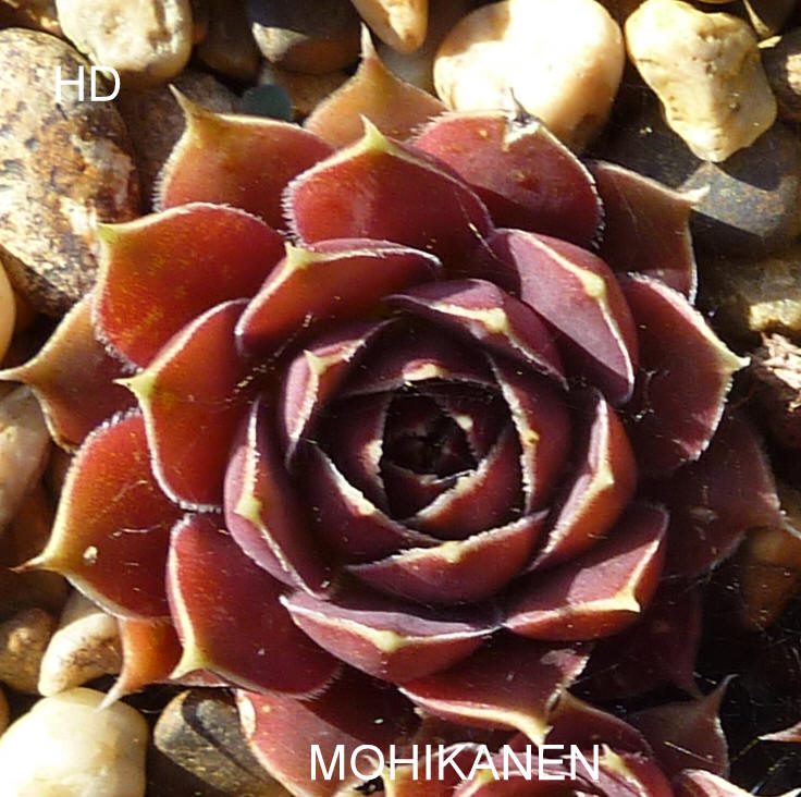Mohikanen / Jovi